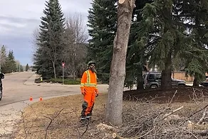 Tree Pruning & Removal