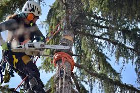 Tree Pruning & Removal